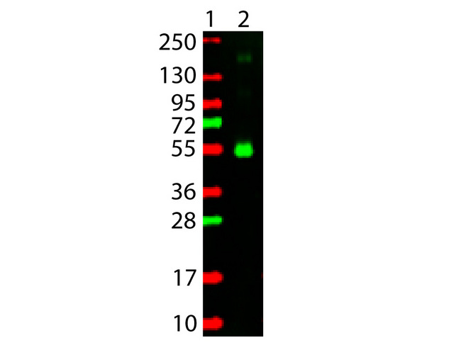 Monkey IgG Antibody - Western Blot showing detection of Monkey IgG Gamma Chain. 100ng of Monkey IgG (Lane 2) was run on a 4-20% gel and transferred to 0.45 m nitrocellulose. After blocking with 5% Blotto (p/n B501-0500) 30 min at 20C, Anti-Monkey IgG (gamma chain) (GOAT) Antibody Rhodamine Conjugated (p/n Anti-MONKEY IgG (gamma chain) (GOAT) Antibody Rhodamine Conjugated) secondary antibody was used at 1:1000 in Blocking Buffer for Fluorescent Western Blotting (p/n MB-070) and imaged using the Bio-Rad VersaDoc 4000 MP. Molecular weight markers are in lane 1. This image was taken for the unconjugated form of this product. Other forms have not been tested.