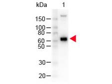 Monkey IgM Antibody - Western Blot of Peroxidase conjugated Goat anti-Monkey IgM mu antibody. Lane 1: Monkey IgM. Lane 2: none. Load: 100 ng per lane. Primary antibody: none. Secondary antibody: Peroxidase goat secondary antibody at 1:1000 for 60 min at RT. Block: MB-070 for 30 min at RT. Observed size: 72 kDa for Rabbit IgG. Other band(s): none. This image was taken for the unconjugated form of this product. Other forms have not been tested.