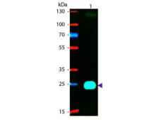 Mouse IgG Fab'2 Antibody - Western blot of Phycoerythrin conjugated Goat F(ab’)2 Anti-Mouse IgG F(ab’)2 Pre-Adsorbed secondary antibody. Lane 1: Mouse Fab2. Lane 2: None. Load: 50 ng per lane. Primary antibody: None. Secondary antibody: Phycoerythrin goat secondary antibody at 1:1,000 for 60 min at RT. Predicted/Observed size: 25 kDa, 25 kDa for Mouse IgG F(ab’)2. Other band(s): None.