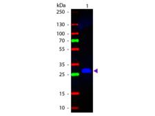 Mouse IgG Fc Antibody - Western blot of Fluorescein conjugated Goat Anti-Mouse IgG F(c) secondary antibody. Lane 1: Mouse IgG F(c). Lane 2: None. Load: 50 ng per lane. Primary antibody: None. Secondary antibody: Fluorescein goat secondary antibody at 1:1,000 for 60 min at RT. Predicted/Observed size: 28 kDa, 28 kDa for Mouse IgG F(c). Other band(s): None.