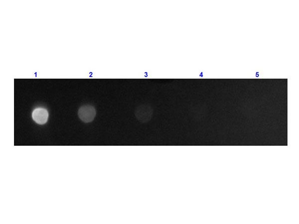 Mouse IgG Fc Antibody - Dot Blot results of Goat F(ab')2 Anti-Mouse IgG F(c)Antibody Fluorescein Conjugated. Dots are Mouse F(c) at (1) 100ng, (2) 33.3ng, (3) 11.1ng, (4) 3.70ng, (5) 1.23ng. Primary Antibody: none. Secondary Antibody: Goat F(ab')2 Anti-Mouse IgG F(c)Antibody FITC at 1µg/mL for 1hr at RT.