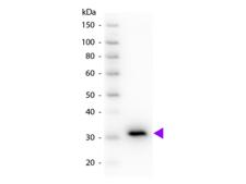 Mouse IgG Fc Antibody - Western blot of Peroxidase conjugated Goat Anti-Mouse IgG F(c) secondary antibody. Lane 1: Mouse IgG F(c). Lane 2: None. Load: 50 ng per lane. Primary antibody: None. Secondary antibody: Peroxidase goat secondary antibody at 1:1,000 for 60 min at RT. Predicted/Observed size: 28 kDa, 31 kDa for Mouse IgG F(c). Other band(s): None.