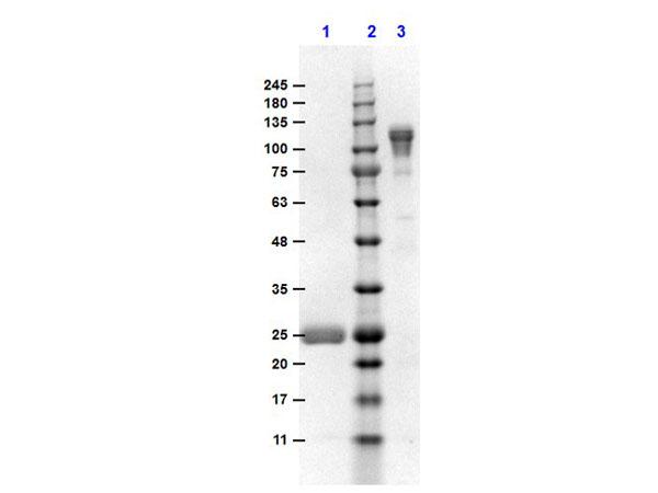 Mouse IgG Fc Antibody - SDS-PAGE results of Goat F(ab')2 Anti-MOUSE IgG F(c) Antibody Min X Bv, Hs, & Hu Serum Proteins. Lane 1: reduced Goat F(ab')2 Anti-Mouse IgG F(c). Lane 2: Opal PreStained Molecular Weight Ladder  Lane 3: non-reduced Goat F(ab')2 Anti-Mouse IgG F(c). Load: 1.0µg. 4-20% SDS Gel, Coomassie Blue Stained.