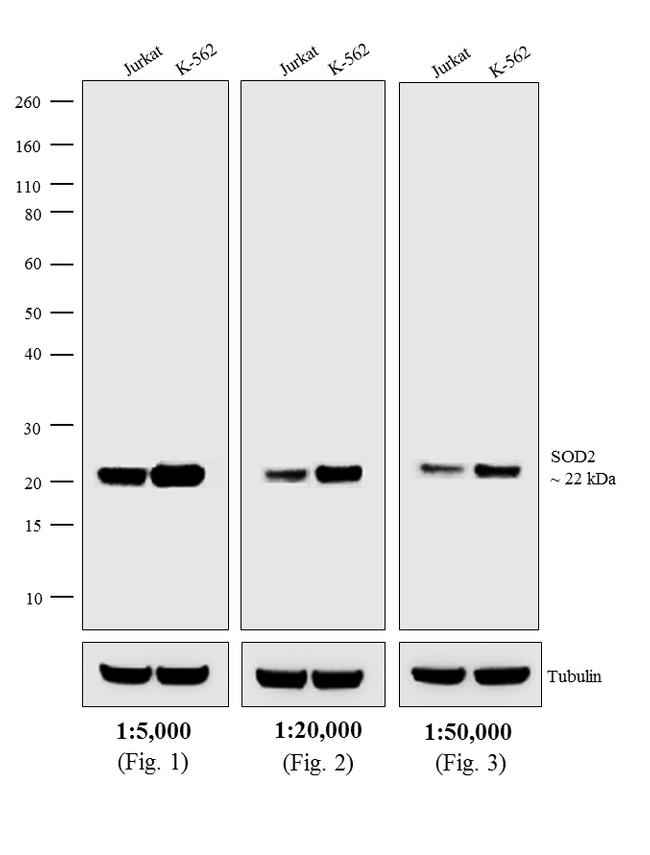Mouse IgG Antibody - Mouse IgG (H+L) Antibody in Western Blot (WB)