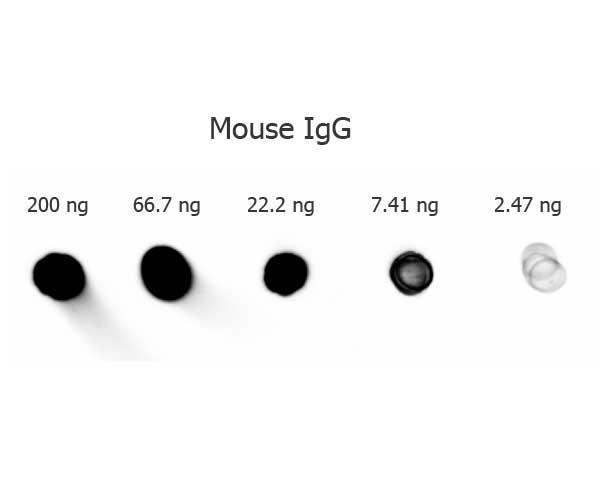 Mouse IgG Antibody - Dot Blot of Goat anti-Mouse IgG antibody Alkaline Phosphatase Conjugated (Min X Bv Ch Gt GP Ham Hs Hu Rb Rt & Sh Serum Proteins. Antigen: Mouse IgG. Load: 200 ng, 66.7 ng, 22.2 ng, 7.41 ng, or 2.47 ng as indicated. Primary antibody: Anti-Mouse IgG antibody Alkaline Phosphatase Conjugated at 1:1,000 for 60 min at 4°C. Secondary antibody: N/A.