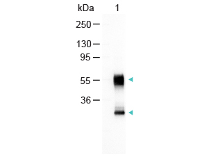 Mouse IgG Antibody - MOUSE IgG (H&L) Antibody Alkaline Phosphatase Conjugated Western Blot. Western Blot of Alkaline Phosphatase Conjugated Goat Anti-Mouse IgG Antibody Lane 1: Mouse IgG Load: 100 ng per lane Secondary antibody: Alkaline Phosphatase Conjugated Goat Anti-Mouse IgG Antibody at 1:1000 for 60 min at RT Block: MB-070 for 30 min RT Predicted/Observed size: 55 and 28 kD, 55 and 28 kD. This image was taken for the unconjugated form of this product. Other forms have not been tested.