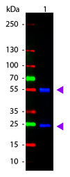 Mouse IgG Antibody - Western Blot of ATTO 488 conjugated Goat anti-Mouse IgG Pre-adsorbed secondary antibody. Lane 1: Mouse IgG. Lane 2: none. Load: 50 ng per lane. Primary antibody: none. Secondary antibody: ATTO 488 goat secondary antibody at 1:1,000 for 60 min at RT. Block: MB-070 for 30 min at RT. Predicted/Observed size: 25 & 55 kDa, 25 & 55 kDa for Mouse IgG. Other band(s): none.