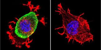 Mouse IgG Antibody - Mouse IgG (H+L) Cross-Adsorbed Antibody in Immunofluorescence (IF)