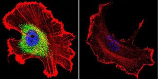 Mouse IgG Antibody - Mouse IgG (H+L) Cross-Adsorbed Antibody in Immunofluorescence (IF)