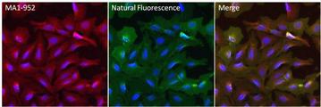 Mouse IgG Antibody - Mouse IgG (H+L) Antibody in Immunofluorescence (IF)