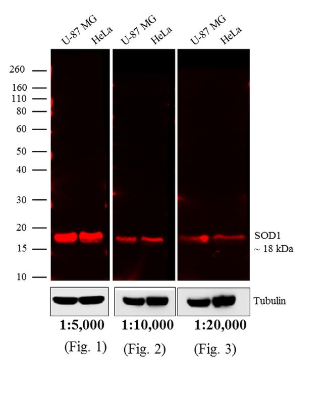 Mouse IgG Antibody - Mouse IgG (H+L) Cross-Adsorbed Antibody in Western Blot (WB)