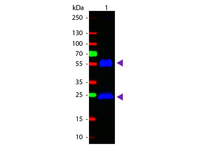 Mouse IgG Antibody - Western Blot of Goat anti-Mouse IgG Fluorescein Conjugated Secondary Antibody. Lane 1: Mouse IgG. Lane 2: None. Load: 50 ng per lane. Primary antibody: None. Secondary antibody: Fluorescein goat secondary antibody at 1:1,000 for 60 min at RT.