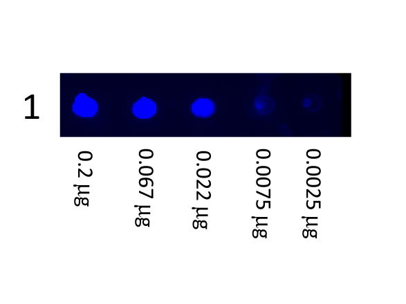 Mouse IgG Antibody - Fluorescein Goat Anti-Mouse IgG (H&L) Antibody - Dot Blot. Dot Blot showing the detection of Mouse IgG. A three-fold serial dilution of Mouse IgG starting at 200 ng was spotted onto 0.45 um nitrocellulose. After blocking in 5% Blotto (B501-0500) 1 Hour at 20?, Anti-Mouse IgG (H&L) (GOAT) Antibody Fluorescein Conjugated (p/n Anti-MOUSE IgG (H&L) (GOAT) Antibody Fluorescein Conjugated (Min X Bv Ch Gt GP Ham Hs Hu Rb Rt & Sh Serum Proteins)) secondary antibody was used at 1:1000 in Blocking Buffer for Fluorescent Western Blot (p/n MB-070) and imaged using the Bio-Rad VersaDoc 4000 MP. This image was taken for the unconjugated form of this product. Other forms have not been tested.