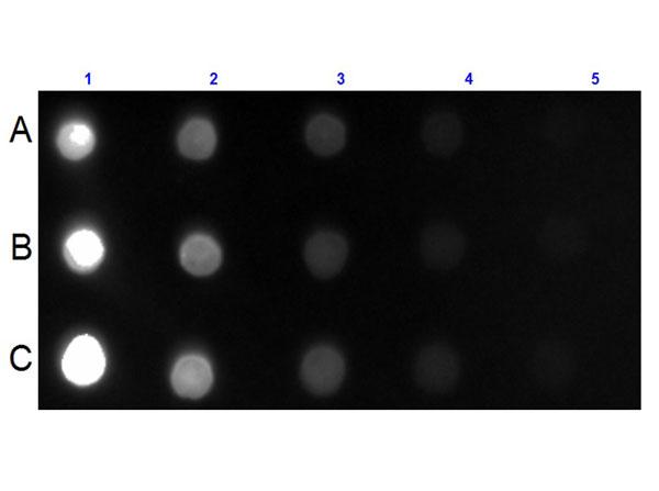 Mouse IgG Antibody - Dot Blot for Mouse IgG IgA IgM (H&L) Antibody Fluorescein Conjugated. Lane 1A: 100 ng Ms IgG. Lane 1B: 100 ng Ms IgA. Lane 1C: 100 ng Ms IgM. Lanes 2-5: serial dilution 3 fold of respective Antigen. Primary Antibody: none. Secondary Antibody: Goat Anti-Mouse IgG IgA IgM (H&L) Antibody Fluorescein Conjugated at 1:1,000 dilution at RT for 1 hour.