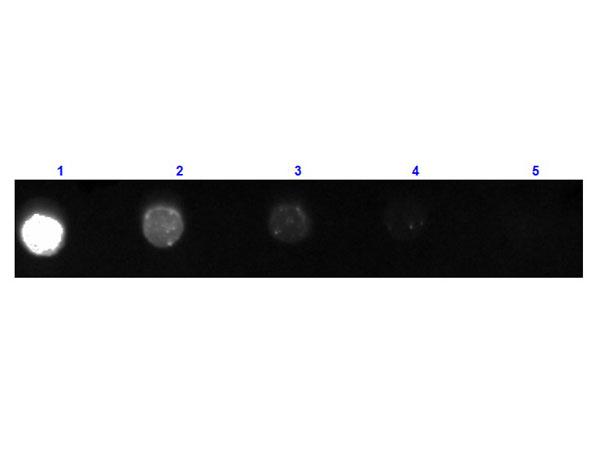 Mouse IgG Antibody - Dot Blot results of Goat Fab Anti-Mouse IgG Antibody Fluorescein Conjugated. Dots are Mouse IgG at (1) 100ng, (2) 33.3ng, (3) 11.1ng, (4) 3.70ng, (5) 1.23ng. Primary Antibody: Goat Anti-Mouse IgG FITC at 1µg/mL for 1hr at RT. Secondary Antibody: none.
