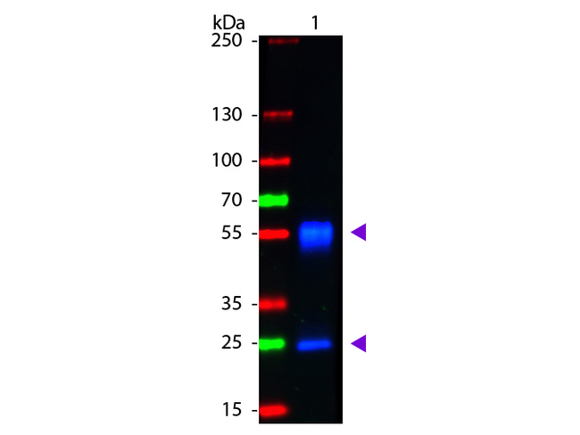 Mouse IgG Antibody - Western Blot of Goat anti-Mouse IgG Fluorescein Conjugated Antibody. Lane 1: Mouse IgG. Lane 2: None. Load: 50 ng per lane. Primary antibody: None. Secondary antibody: Fluorescein goat secondary antibody at 1:1000 for 60 min at RT. Block: MB-070 for 30 min at RT. Predicted/Observed size: 28 & 55 kDa, 28 & 55 kDa for Mouse IgG. Other band(s): None.