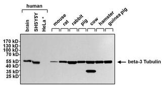 Mouse IgG Antibody - Mouse IgG (H+L) Antibody in Western Blot (WB)