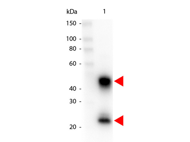 Mouse IgG Antibody - Western Blot of Peroxidase conjugated Goat anti-Mouse IgG antibody. Lane 1: Mouse IgG. Lane 2: none. Load: 50 ng per lane. Primary antibody: none. Secondary antibody: Peroxidase mouse secondary antibody at 1:1000 for 60 min at RT. Block: MB-070 for 30 min at RT. Predicted/Observed size: 55 kDa, 28 kDa for Mouse IgG. Other band(s): none. This image was taken for the unconjugated form of this product. Other forms have not been tested.