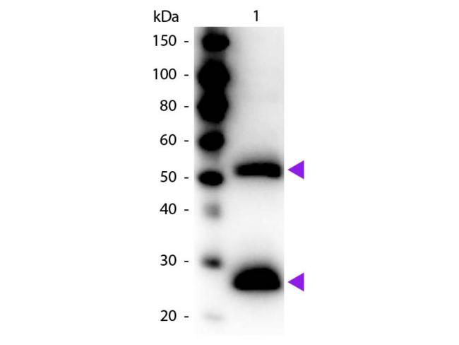 Mouse IgG Antibody - Western blot of Peroxidase conjugated Goat F(ab’)2 Anti-Mouse IgG secondary antibody. Lane 1: Mouse IgG. Lane 2: None. Load: 50 ng per lane. Primary antibody: None. Secondary antibody: Peroxidase goat secondary antibody at 1:1,000 for 60 min at RT. Observed/Predicted size: 25 & 55 kDa, 25 & 55 kDa for Mouse IgG. Other band(s): None.