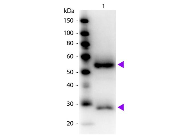 Mouse IgG Antibody - Western blot of Peroxidase conjugated Goat Fab Anti-Mouse IgG secondary antibody. Lane 1: Mouse IgG. Lane 2: None. Load: 50 ng per lane. Primary antibody: None. Secondary antibody: Peroxidase goat secondary antibody at 1:1,000 for 60 min at RT. Predicted/Observed size: 25 & 55 kDa, 25 & 55 kDa for Mouse IgG. Other band(s): None.