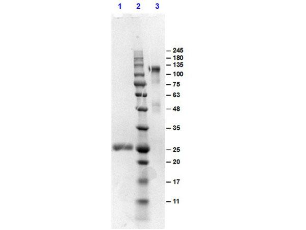Mouse IgG Antibody - SDS-PAGE results of Goat F(ab')2 Anti-MOUSE IgG Antibody Min X human serum proteins. Lane 1: reduced Goat F(ab')2 Anti-MOUSE IgG Min X human. Lane 2: Opal PreStained Molecular Weight Ladder  Lane 3: non-reduced Goat F(ab')2 Anti-MOUSE IgG Min X human. Load: 1.0µg. 4-20% SDS Gel, Coomassie Blue Stained.