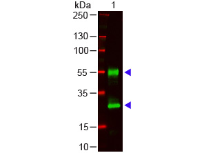 Mouse IgG Antibody - Western Blot - MOUSE IgG (H&L) Antibody. Western blot of Goat anti-Mouse IgG (H&L) Antibody Lane 1: Mouse IgG Load: 100 ng per lane Primary Antibody: Mouse IgG (H&L) Antibody 1:1000 overnight at 4C Secondary antibody: DyLight 800 Donkey Anti-Goat IgG at 1:20000 for 30 min at RT Block: MB-070 for 30 min at RT Predicted/Observed Size: 28 and 55 kD/28 and 55 kD.