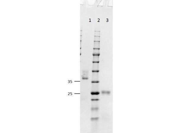 Mouse IgG Antibody - SDS-PAGE results of Goat Fab Anti-Mouse IgG (H&L) Antibody. Lane 1: non-reduced Goat Fab Anti-Mouse. Lane 2: Opal Prestained Ladder - MB-Lane 3: reduced Goat Fab Anti-Mouse. Load: 1.0ug. Coomassie stained and
