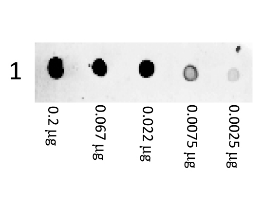 Mouse IgG Antibody - Phycoerythrin Goat Anti-Mouse IgG (H&L) Antibody - Dot Blot. Dot Blot showing the detection of Mouse IgG. A three-fold serial dilution of Mouse IgG starting at 200 ng was spotted onto 0.45 um nitrocellulose. After blocking in 5% Blotto (B501-0500) 1 Hour at 20?, Anti-Mouse IgG (H&L) (GOAT) Antibody Phycoerythrin conjugated Min X By Bv, Ch, Gt, GP, Ham, Hs, Hu, Rb, Rt, & Sh Serum Proteins (p/n Anti-MOUSE IgG [H&L] (GOAT) Antibody Phycoerythrin conjugated Min X Bv Ch Gt GP Hs Ham Hu Rb Rt &Sh Serum Proteins) secondary antibody was used at 1:1000 in Blocking Buffer for Fluorescent Western Blot (p/n MB-070) and imaged using the Bio-Rad VersaDoc 4000 MP. This image was taken for the unconjugated form of this product. Other forms have not been tested.