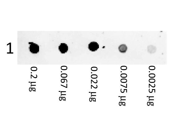 Mouse IgG Antibody - Phycoerythrin Goat F(ab)2 Anti-Mouse IgG (H&L) Antibody - Dot Blot. Dot Blot showing the detection of Mouse IgG. A three-fold serial dilution of Mouse IgG starting at 200 ng was spotted onto 0.45 um nitrocellulose. After blocking in 5% Blotto (B501-0500) 1 Hour at 20?, F(ab)2 Anti-Mouse IgG (H&L) (GOAT) Antibody Phycoerythrin conjugated Min X By Hm, Hs, Hu, Rb, Rt, & Sh Serum Proteins (p/n F(ab')2 Anti-MOUSE IgG (H&L) (GOAT) Antibody Phycoerythrin conjugated Min X Bv Hm, Hs, Hu Rb, Rt, & Sh Serum Proteins) secondary antibody was used at 1:1000 in Blocking Buffer for Fluorescent Western Blot (p/n MB-070) and imaged using the Bio-Rad VersaDoc 4000 MP.
