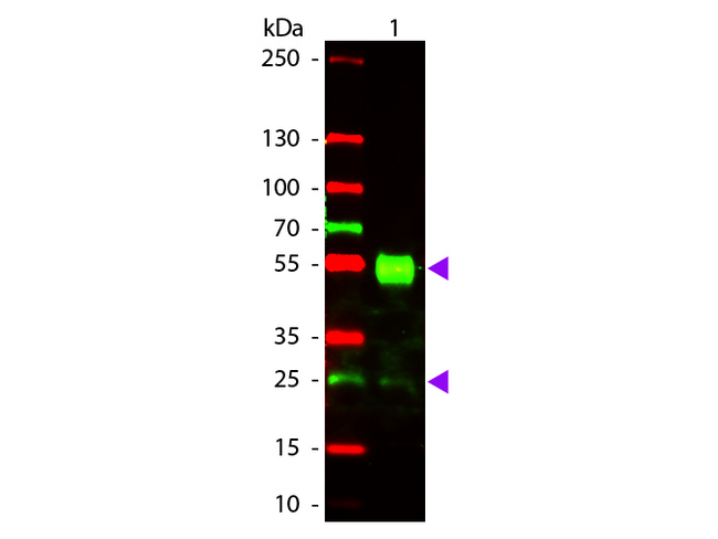 Mouse IgG Antibody - Western Blot of Goat anti-Mouse IgG Texas Red Conjugated Antibody. Lane 1: Mouse IgG. Lane 2: None. Load: 50 ng per lane. Primary antibody: None. Secondary antibody: Texas Red goat secondary antibody at 1:1000 for 60 min at RT. Block: MB-070 for 30 min at RT. Predicted/Observed size: 28 & 55 kDa, 28 & 55 kDa for Mouse IgG. Other band(s): None. This image was taken for the unconjugated form of this product. Other forms have not been tested.