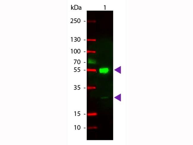 Mouse IgG Antibody - Western Blot of Rhodamine Conjugated Goat anti-Mouse IgG Secondary Antibody. Lane 1: Mouse IgG. Lane 2: none. Load: 50 ng per lane. Primary antibody: none. Secondary antibody: Rhodamine goat secondary antibody at 1:1,000 for 60 min at RT.