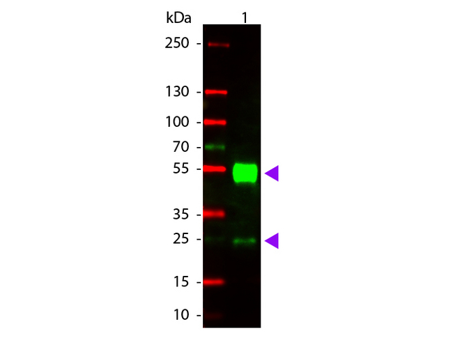 Mouse IgG Antibody - Western Blot of Goat anti-Mouse IgG Rhodamine Conjugated Antibody. Lane 1: Mouse IgG. Lane 2: None. Load: 50 ng per lane. Primary antibody: None. Secondary antibody: Rhodamine goat secondary antibody at 1:1000 for 60 min at RT. Block: MB-070 for 30 min at RT. Predicted/Observed size: 28 & 55 kDa, 28 & 55 kDa for Mouse IgG. Other band(s): None. This image was taken for the unconjugated form of this product. Other forms have not been tested.