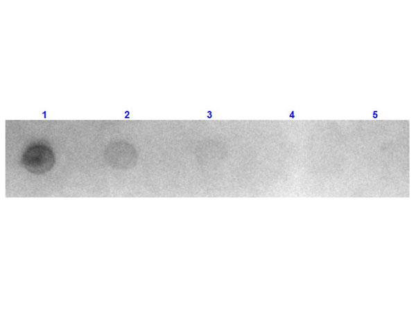 Mouse IgG Antibody - Dot Blot results of Goat Fab Anti-Mouse IgG Antibody Rhodamine Conjugated. Dots are Mouse IgG at (1) 100ng, (2) 33.3ng, (3) 11.1ng, (4) 3.70ng, (5) 1.23ng. Primary Antibody: none. Secondary Antibody: Goat Fab Anti-Mouse IgG TRITC at 1µg/mL for 1hr at RT.