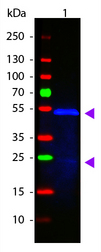 Mouse IgG1 Antibody - Western Blot of ATTO 488 conjugated Goat anti-Mouse IgG1 (Gamma 1 chain) Pre-adsorbed secondary antibody. Lane 1: Mouse IgG1. Lane 2: none. Load: 50 ng per lane. Primary antibody: none. Secondary antibody: ATTO 488 goat secondary antibody at 1:1,000 for 60 min at RT. Block: MB-070 for 30 min at RT. Predicted/Observed size: 55 kDa, 55 kDa for Mouse IgG1 (Gamma 1 chain). Other band(s): none. This image was taken for the unconjugated form of this product. Other forms have not been tested.