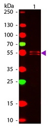 Mouse IgG1 Antibody - Western Blot of ATTO 647N conjugated Goat anti-Mouse IgG1 (gamma 1 chain) Pre-adsorbed secondary antibody. Lane 1: Mouse IgG1. Lane 2: none. Load: 50 ng per lane. Primary antibody: none. Secondary antibody: ATTO 647N goat secondary antibody at 1:1,000 for 60 min at RT. Block: MB-070 for 30 min at RT. Predicted/Observed size: 55 kDa, 55 kDa for Mouse IgG1. Other band(s): none. This image was taken for the unconjugated form of this product. Other forms have not been tested.