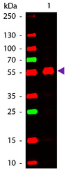 Mouse IgG2a Antibody - Western Blot of ATTO 647N conjugated Goat anti-Mouse IgG2a Pre-adsorbed secondary antibody. Lane 1: Mouse IgG2a. Lane 2: none. Load: 50 ng per lane. Primary antibody: none. Secondary antibody: ATTO 647N goat secondary antibody at 1:1,000 for 60 min at RT. Block: MB-070 for 30 min at RT. Predicted/Observed size: 55 kDa, 55 kDa for Mouse IgG2a. Other band(s): none. This image was taken for the unconjugated form of this product. Other forms have not been tested.
