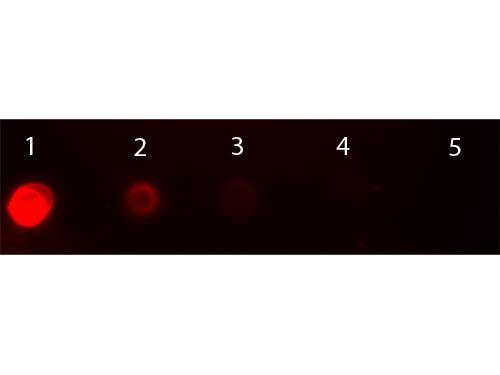 Mouse IgG2a Antibody - Dot Blot of Goat anti-Mouse IgG2a Antibody Texas Red™ Conjugated Pre-absorbed. Antigen: Mouse IgG2a. Load: Lane 1 - 200 ng Lane 2 - 66.7 ng Lane 3 - 22.2 ng Lane 4 - 7.41 ng Lane 5 - 2.47 ng. Primary antibody: n/a. Secondary antibody: Goat anti-Mouse IgG2a Antibody Texas Red™ Conjugated Pre-absorbed at 1:1,000 for 1 HR at RT.