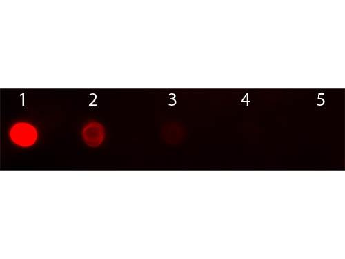 Mouse IgG2b Antibody - Dot Blot of Goat anti-Mouse IgG2b Antibody Texas Red™ Conjugated Pre-absorbed. Antigen: Mouse IgG2b. Load: Lane 1 - 200 ng Lane 2 - 66.7 ng Lane 3 - 22.2 ng Lane 4 - 7.41 ng Lane 5 - 2.47 ng. Primary antibody: n/a. Secondary antibody: Goat anti-Mouse IgG2b Antibody Texas Red™ Conjugated Pre-absorbed at 1:1,000 for 1 HR at RT.