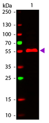 Mouse IgG3 Antibody - Western Blot of ATTO 647N conjugated Goat anti-Mouse IgG3 (gamma 3 chain) Pre-adsorbed secondary antibody. Lane 1: Mouse IgG3. Lane 2: none. Load: 50 ng per lane. Primary antibody: none. Secondary antibody: ATTO 647N goat secondary antibody at 1:1,000 for 60 min at RT. Block: MB-070 for 30 min at RT. Predicted/Observed size: 55 kDa, 55 kDa for Mouse IgG3. Other band(s): none. This image was taken for the unconjugated form of this product. Other forms have not been tested.
