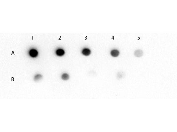 Mouse IgM Antibody - Dot Blot of Mouse IgM (mu chain) (GOAT) Antibody. Lane 1A: Mouse IgM (100 ng). Lane 1B: Mouse IgG (100 ng). Lanes 2-5: serial 3-fold dilution. Primary Antibody: Mouse IgM (mu chain) Antibody at 1 µg/mL at RT for 60 minutes. Secondary Antibody: Donkey Anti-Goat IgG Antibody HRP Conj'd at 1;40,000 dilution of 1 mg/mL at RT for 30 minutes.