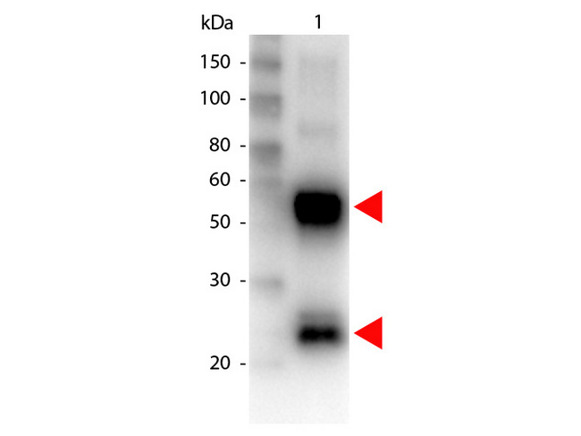 Pig IgG Antibody - Western blot of Biotin conjugated Goat anti-Swine antibody. Lane 1: Swine IgG. Lane 2: none. Load: 100 ng per lane. Primary antibody: Biotin conjugated swine antibody at 1:1000 for overnight at 4C. Secondary antibody: HRP Streptavidin secondary antibody at 1:40000 for 30 min at RT. Block: MB-070 for 30 min at RT. Predicted/Observed size: 55 and 28 kDa for Swine IgG. Other band(s): none. This image was taken for the unconjugated form of this product. Other forms have not been tested.