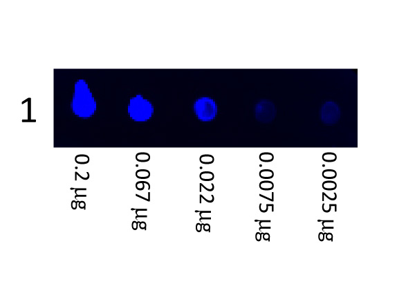 Pig IgG Antibody - Fluorescein Goat Anti-Swine IgG (H&L) Antibody - Dot Blot. Dot Blot showing the detection of Swine IgG. A three-fold serial dilution of Swine IgG starting at 200 ng was spotted onto 0.45 um nitrocellulose. After blocking in Blocking Buffer for Fluorescent Western Blot (MB-070) 1 Hour at 20?, Anti-Swine IgG (H&L) (GOAT) Antibody Fluorescein Conjugated (p/n Anti-SWINE IgG (H&L) (GOAT) Antibody Fluorescein Conjugated) secondary antibody was used at 1:1000 in Blocking Buffer for Fluorescent Western Blot (p/n MB-070) and imaged using the Bio-Rad VersaDoc 4000 MP. This image was taken for the unconjugated form of this product. Other forms have not been tested.