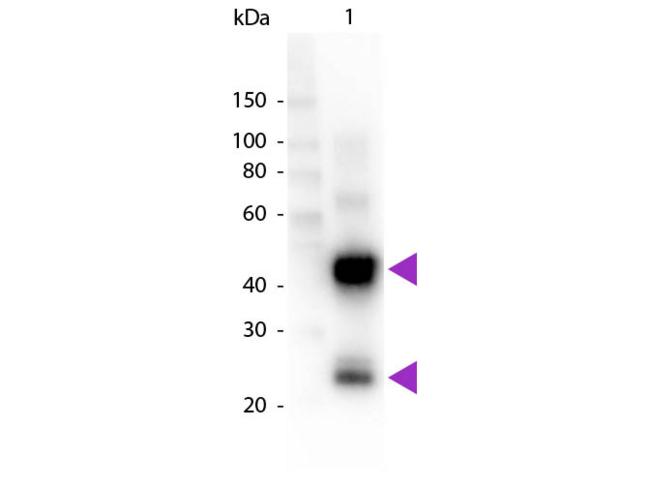 Pig IgG Antibody - Western Blot of Peroxidase Conjugated Goat Anti-Swine IgG Secondary Antibody. Lane 1: Swine IgG. Lane 2: None. Load: 50 ng per lane. Primary antibody: None. Secondary antibody: Peroxidase goat secondary antibody at 1:1,000 for 60 min at RT. Predicted/Observed size: 25 & 55 kDa, 25 & 55 kDa for Swine IgG. Other band(s): None.