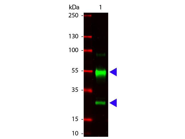 Pig IgG Antibody - Western blot of Goat anti-Swine IgG antibody. Lane 1: Swine IgG. Lane 2: none. Load: 100 ng per lane. Primary antibody: Swine Antibody at 1:1000 o/n at 4C . Secondary antibody: DyLight 649 goat secondary antibody at 1:20000 for 30 min at RT. Block: MB-070 for 30 min at RT. Predicted/Observed size: 55 kDa, 28 kDa for Swine IgG. Other band(s): none.