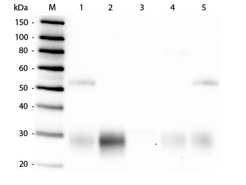 Rabbit IgG Fab'2 Antibody - Western Blot of Anti-Rabbit IgG F(ab')2 (GOAT) Antibody  Lane M: 3 µl Molecular Ladder. Lane 1: Rabbit IgG whole molecule  Lane 2: Rabbit IgG F(ab) Fragment  Lane 3: Rabbit IgG F(c) Fragment  Lane 4: Rabbit IgM Whole Molecule  Lane 5: Normal Rabbit Serum  All samples were reduced. Load: 50 ng per lane.