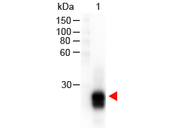 Rabbit IgG Fab'2 Antibody - F(ab)2 Rabbit IgG F(ab)2 Antibody Peroxidase Conjugated Pre-Adsorbed - Western Blot. Western Blot of Goat anti-F(ab)2 Rabbit IgG F(ab)2 Antibody Peroxidase Conjugated Pre-Adsorbed Lane 1: Rabbit IgG F(ab)2 Load: 100 ng per lane Secondary antibody: F(ab)2 Rabbit IgG F(ab)2 Antibody Peroxidase Conjugated Pre-Adsorbed at 1:1000 for 60 min at RT Block: MB-070 for 30 min at RT Predicted/Observed size: 28 kD, 28 kD for Rabbit IgG F(ab)2.