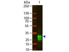 Rabbit IgG Fab'2 Antibody - F(ab)2 Rabbit IgG F(ab)2 Antibody Pre-Adsorbed - Western Blot. Western blot of Goat anti-F(ab)2 Rabbit IgG F(ab)2 Antibody Pre-Adsorbed Lane 1: Rabbit IgG F(ab)2 Load: 100 ng per lane Primary antibody: F(ab)2 Rabbit IgG F(ab)2 Antibody Pre-Adsorbed at 1:1000 o/n at 4C Secondary antibody: DyLight 800 Donkey anti-goat at 1:20000 for 30 min at RT Block: MB-070 for 30 min at RT Predicted/Observed size: 28 kD, 28 kD Other band(s): antigen breakdown. This image was taken for the unmodified form of this product. Other forms have not been tested.