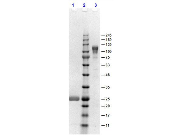 Rabbit IgG Fc Antibody - SDS-PAGE results of Goat F(ab')2 Anti-Rabbit IgG F(c) Antibody. Lane 1: reduced Goat F(ab')2 Anti-Rabbit IgG F(c). Lane 2: Opal PreStained Molecular Weight Ladder  Lane 3: non-reduced Goat F(ab')2 Anti-Rabbit IgG F(c). Load: 1.0µg. 4-20% SDS Gel, Coomassie Blue Stained.