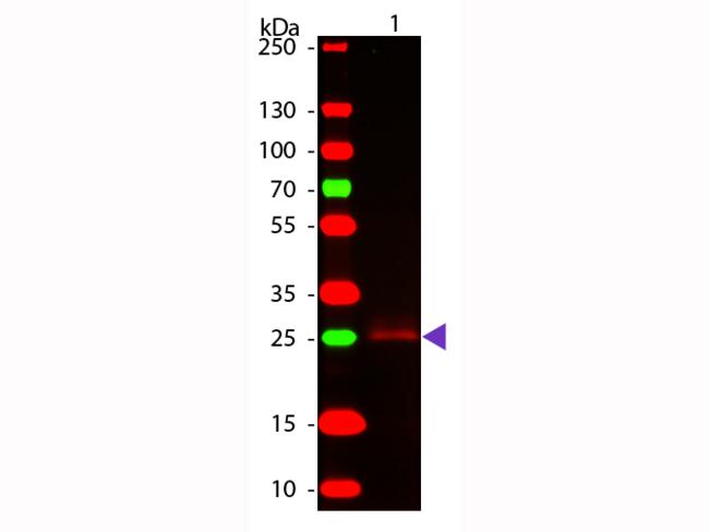 Rabbit IgG Fc Antibody - Western Blot of Goat Anti-Rabbit F(c) secondary antibody. Lane 1: Rabbit F(c). Lane 2: None. Load: 50 ng per lane. Primary antibody: Rabbit F(c) antibody at 1:1,000 overnight at 4°C. Secondary antibody: DyLight™ 649 goat secondary antibody at 1:20,000 for 30 min at RT. Predicted/Observed size: 25 kDa, 25 kDa for Rabbit F(c). Other band(s): None.