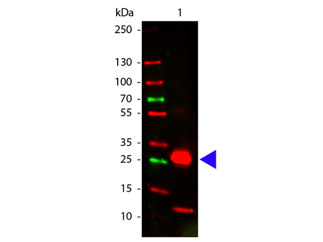 Rabbit IgG Fc Antibody - Western blot of Goat anti-Rabbit Fc antibody. Lane 1: Rabbit Fc. Lane 2: None. Load: 100 ng per lane. Primary antibody: Rabbit Fc antibody at 1:1000 for overnight at 4C. Secondary antibody: DyLight 649 goat secondary antibody at 1:20000 for 30 min at RT. Block: MB-070 for 30 min at RT. Predicted/Observed size: 28 kDa, 28 kDa for Rabbit Fc. Other band(s): Rabbit Fc splice variants and isoforms.